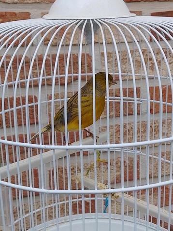 ZEER goed fluitende KLEURKANARIES van 2025 geringd  beschikbaar voor biedingen