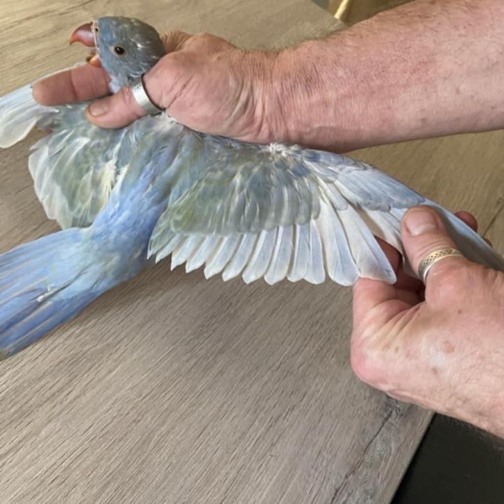 Halsbandparkieten 2025, Dieren en Toebehoren, Vogels | Parkieten en Papegaaien