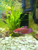 Betta vrouwtje, Vis, Zoetwatervis