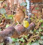 Mozambique sijs poppen, Dieren en Toebehoren
