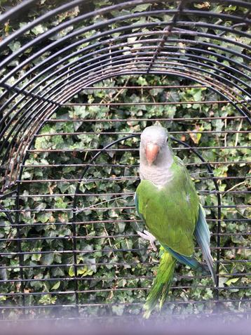 HALF TAMME GROENE MUISPARKIET 125 EURO, Dieren en Toebehoren, Meerdere dieren, Papegaai