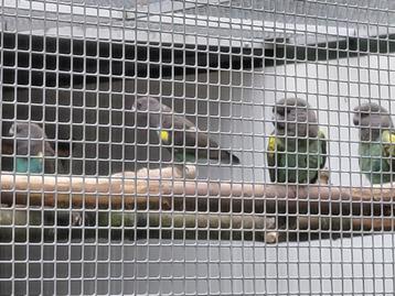 1-1 Kweekpaar Meyerpapegaaien (Damarensis) met nakweek. beschikbaar voor biedingen