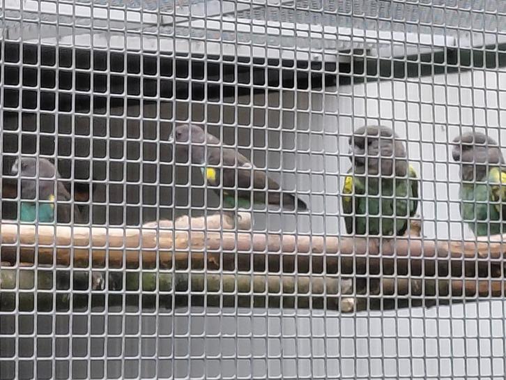 1-1 Kweekpaar Meyerpapegaaien (Damarensis) met nakweek., Dieren en Toebehoren, Vogels | Parkieten en Papegaaien, Papegaai, Meerdere dieren