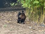 Zijdehoender hanen, Dieren en Toebehoren, Pluimvee