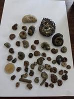 Lot ammonietjes, Verzamelen, Ophalen of Verzenden