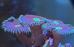 palythoa mutuki, Dieren en Toebehoren, Vissen | Aquariumvissen