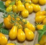 Tomatenplanten Yellow Pearshaped, Ophalen