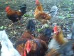 Engelse haantjes, Dieren en Toebehoren, Mannelijk, Kip