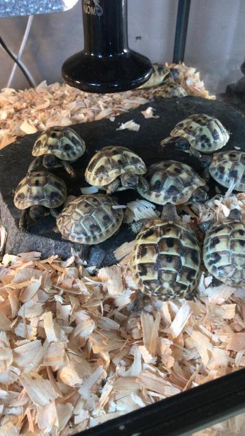 Griekse Landschildpadjes van 2024 beschikbaar voor biedingen