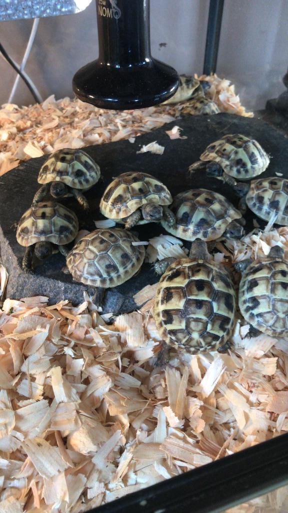 Griekse Landschildpadjes van 2024, Dieren en Toebehoren, Reptielen en Amfibieën, Schildpad, 0 tot 2 jaar
