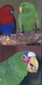 Nouveau foyer pour vos oiseaux