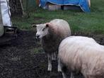 Schapen ram, Dieren en Toebehoren, Schapen, Geiten en Varkens, Mannelijk, Schaap, 0 tot 2 jaar