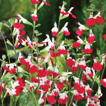 Salvia hotlips