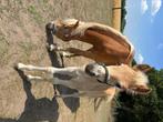 Merrie met veulen te koop, Dieren en Toebehoren, Paarden, Merrie, Minder dan 160 cm, Gechipt, 3 tot 6 jaar