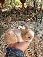Baby minilopjes, Dieren en Toebehoren, Konijnen, Meerdere dieren, Middelgroot, Hangoor, 0 tot 2 jaar