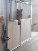 pensionstal, Weidegang, 4 paarden of pony's of meer