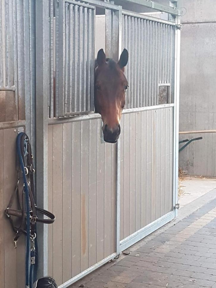 pensionstal, Dieren en Toebehoren, Stalling en Weidegang, Opfok, Stalling, Weidegang, 4 paarden of pony's of meer