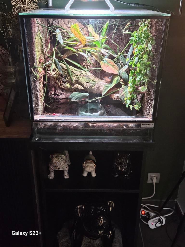 Terra's plus 15 wimpergekko's, Ophalen