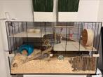 Grote hamsterkooi met 1 hamster, Dieren en Toebehoren, Ophalen, Zo goed als nieuw, Kooi, Hamster