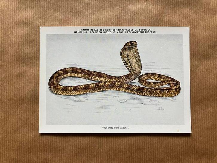 Kikvorsachtigen en Reptielen Van Belgisch Congo - Reeks 1, Collections, Cartes postales | Animaux, Non affranchie, Reptile, Enlèvement ou Envoi