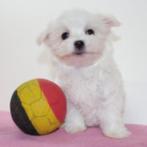 Maltezer-puppy’s te koop (Belgisch), Dieren en Toebehoren, België, Maltezer, Handelaar, CDV (hondenziekte)