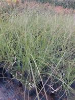 Prachtriet/ Siergras: Miscanthus Kleine Silberspinne, Halfschaduw, Vaste plant, Herfst, Siergrassen