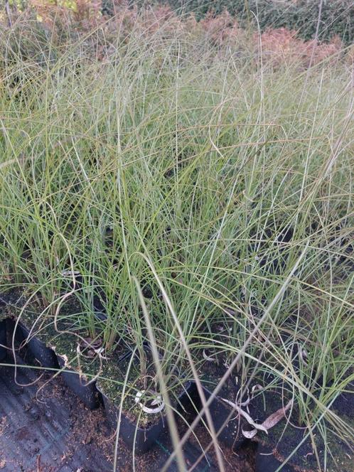 Prachtriet/ Siergras: Miscanthus Kleine Silberspinne, Tuin en Terras, Planten | Tuinplanten, Vaste plant, Siergrassen, Halfschaduw