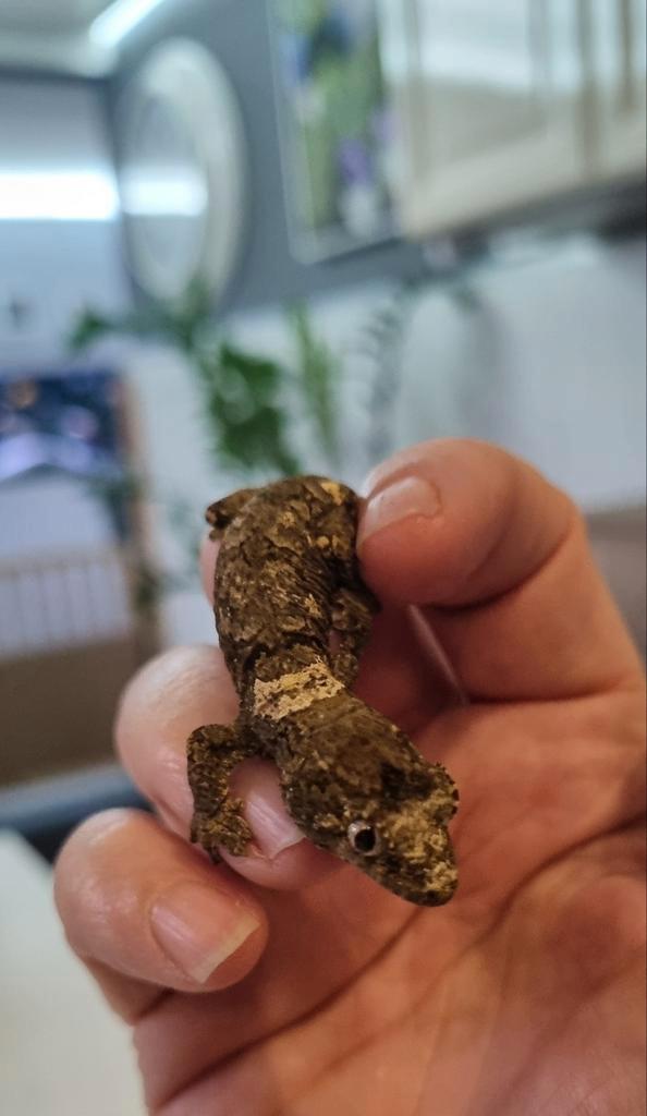 Chahoua white collar 0.0.4, Dieren en Toebehoren, Reptielen en Amfibieën