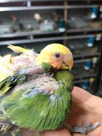 Dwergpapegaai voor handopfok