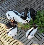 Nest Lotharinger reuze vlinder konijnen, Dieren en Toebehoren, Meerdere dieren, Groot, 0 tot 2 jaar