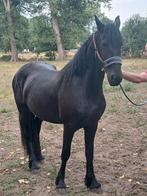 Fries paarden Fries merries  met en zonder stamboek, Dieren en Toebehoren, Paarden, Merrie