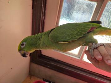 Geelvoorhoofd Amazone Papegaai  beschikbaar voor biedingen