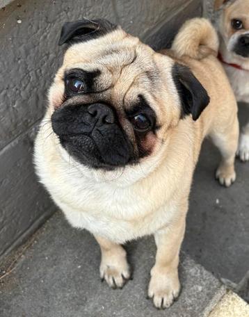 Je garde vos petits chiens en famille pendant vos vacances beschikbaar voor biedingen