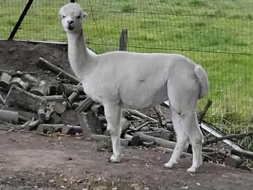 alpaca merrie beschikbaar voor biedingen