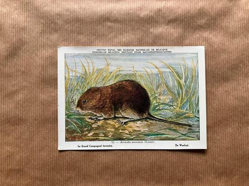 Zoogdieren der Belgische Fauna - Reeks 7, Verzamelen, Postkaarten | Dieren, Ongelopen, Wild dier, Ophalen of Verzenden