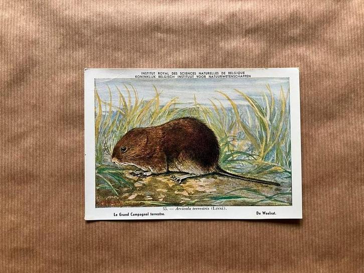 Zoogdieren der Belgische Fauna - Reeks 7, Verzamelen, Postkaarten | Dieren, Ongelopen, Wild dier, Ophalen of Verzenden