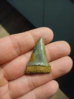 Haaientand isurus hastalis, Enlèvement ou Envoi