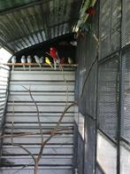 Grote parkieten, Animaux & Accessoires, Oiseaux | Perruches & Perroquets, Plusieurs animaux, Perruche, Bagué