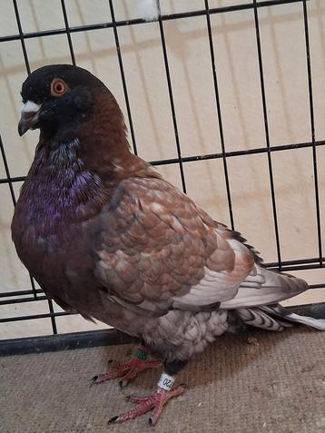Pigeon voyageur de couleur