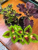 Coleus stekken, Huis en Inrichting, Kamerplanten, Ophalen