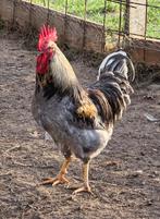 Olijflegger haan, Dieren en Toebehoren, Pluimvee