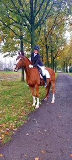 Ruiter voor verzorgpaard gezocht te Lokeren, Dieren en Toebehoren, Paarden, Ruin, Recreatiepaard, 11 jaar of ouder