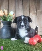 Welsh Corgi Cardigan pups, Dieren en Toebehoren, Parvo, België, 8 tot 15 weken, Meerdere