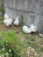 Witte usa zijdehoen broedeieren, Dieren en Toebehoren, Geslacht onbekend, Kip
