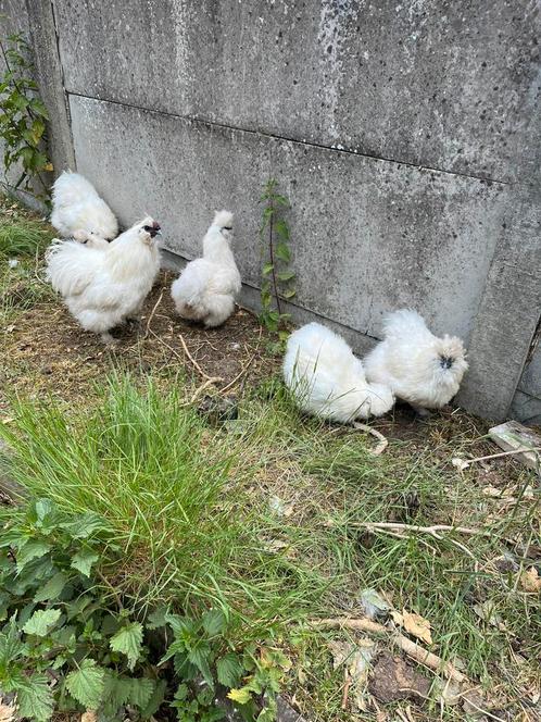 Witte usa zijdehoen broedeieren, Dieren en Toebehoren, Pluimvee, Kip, Geslacht onbekend