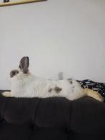 Lapin Nain blanc et foncé