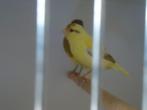 kanaries, Dieren en Toebehoren, Vogels | Kanaries, Geslacht onbekend, Kleurkanarie