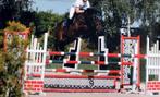 Schoolmaster/leermeester, Dieren en Toebehoren, Springpaard, Z, Ruin, 170 tot 175 cm