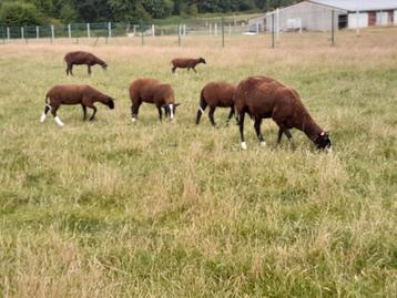 Zwartbles ooilammeren