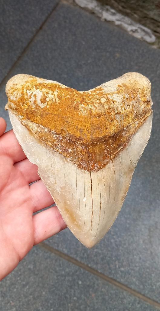 Megalodon haaientand XL fossiel Indonesie haai, Verzamelen, Mineralen en Fossielen, Fossiel, Ophalen of Verzenden